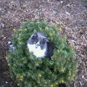 Meet your Posher, Melodie